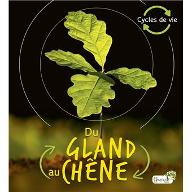 Du Gland au chêne