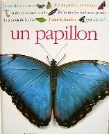 Un papillon