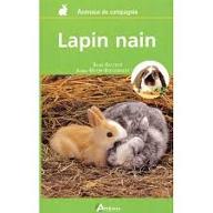 Lapin nain