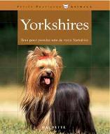 Yorkshires : Tout pour prendre soin de votre Yorkshire