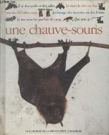 Une chauve-souris