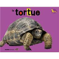 La  tortue